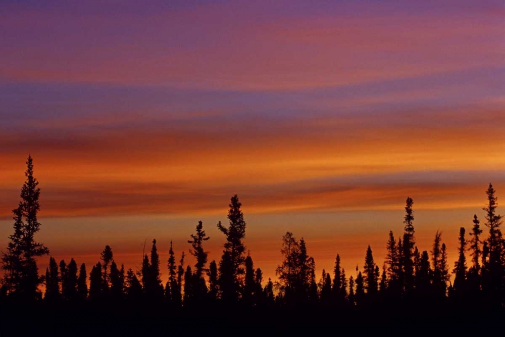 Canada, Ft Resolution Sunrise over forest art print by Mike Grandmaison for $57.95 CAD